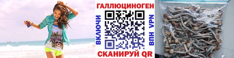 Псилоцибиновые грибы Psilocybine cubensis  Красный Сулин 